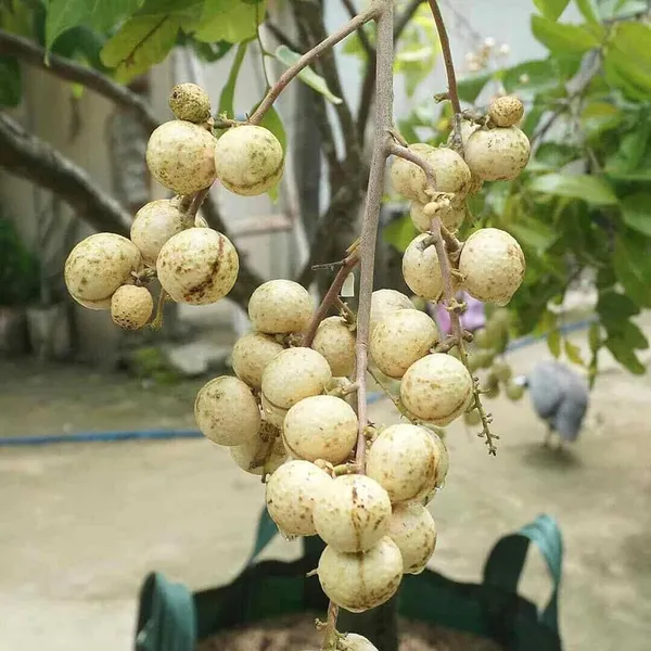 Snow_White_Dragon_Eye_Longan_Grafted_Fruit_Plant_(1-2_Feet_Height)