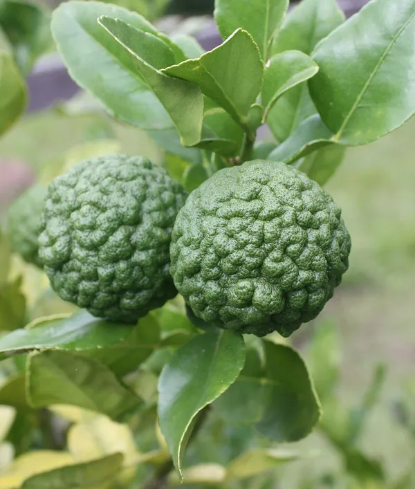 Hybrid_Kaffir_Lemon_Plant_|_Grafting_Plant__(1.5-2_Feet_Height_Pack_Of_1)
