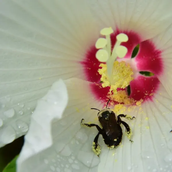 Luna_White_Hibiscus_Plant