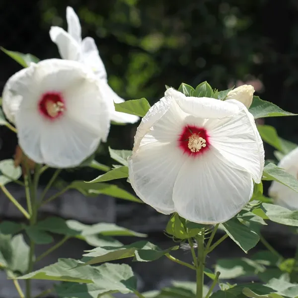 Luna_White_Hibiscus_Plant