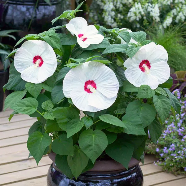 Luna_White_Hibiscus_Plant
