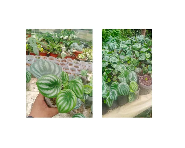 paperomia_2_watermelon_combo