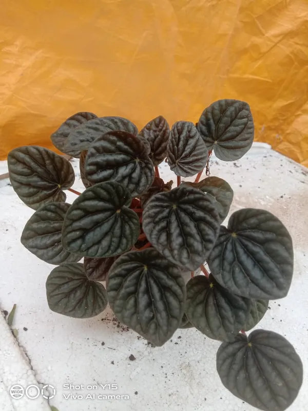 paperomia_caperata