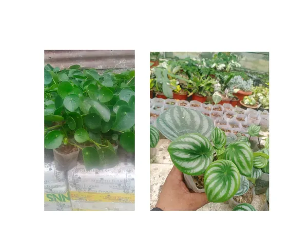paperomia_watermelon_and_chinese_money_plant_combo