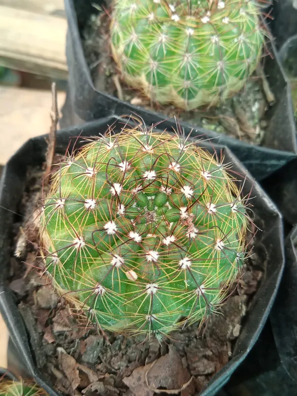 Parodia_ottonis_/_Indian_Head_Cactus