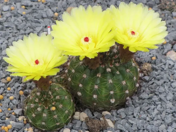 Parodia_ottonis_/_Indian_Head_Cactus