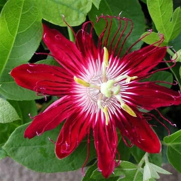 Pink_Passion_Flower__Creepers
