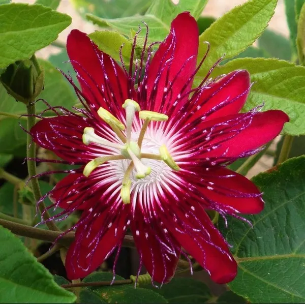 Passion_Flower_Pink_-Creepers__(Pack_Of_1)