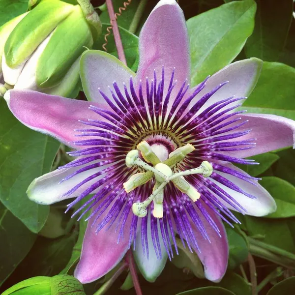 Passion_Flower/_Krishno_Kamal_Flower_Plant_(Pack_Of_1)