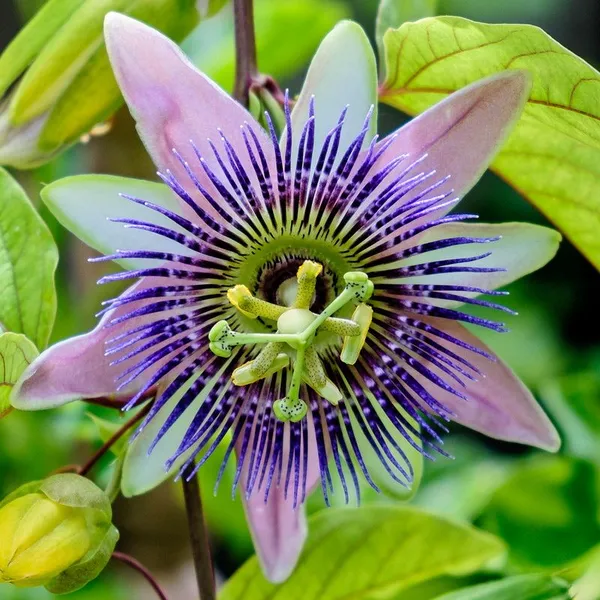 Passion_Flower/_Krishno_Kamal_Flower_Plant_(Pack_Of_1)