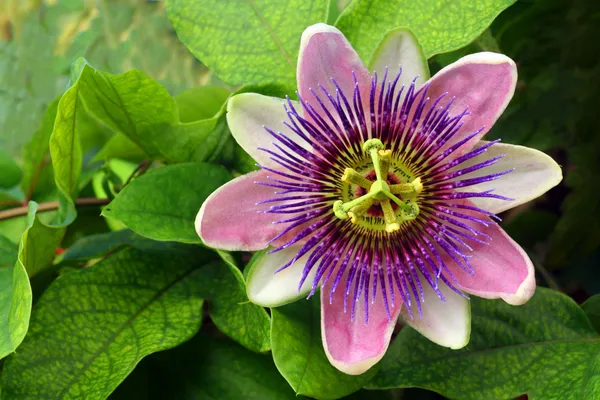 Passion_Flower/_Krishno_Kamal_Flower_Plant_(Pack_Of_1)