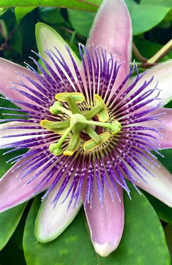 Passion_Flower/_Krishno_Kamal_Flower_Plant_(Pack_Of_1)
