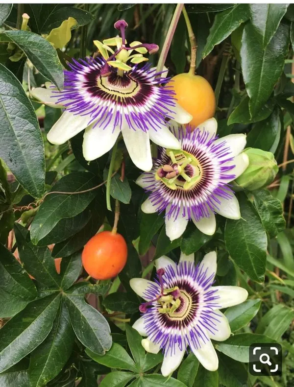 Passion_Flower_(Passiflora_Incarnata)_Krishna_Kamal_For_Golden/Yellow_Flowers_All_Spring_And_Summer_Flowering_Plant_(Healthy_Live_Plant)