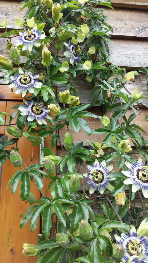 Passion_Flower_(Passiflora_Incarnata)_Krishna_Kamal_For_Golden/Yellow_Flowers_All_Spring_And_Summer_Flowering_Plant_(Healthy_Live_Plant)