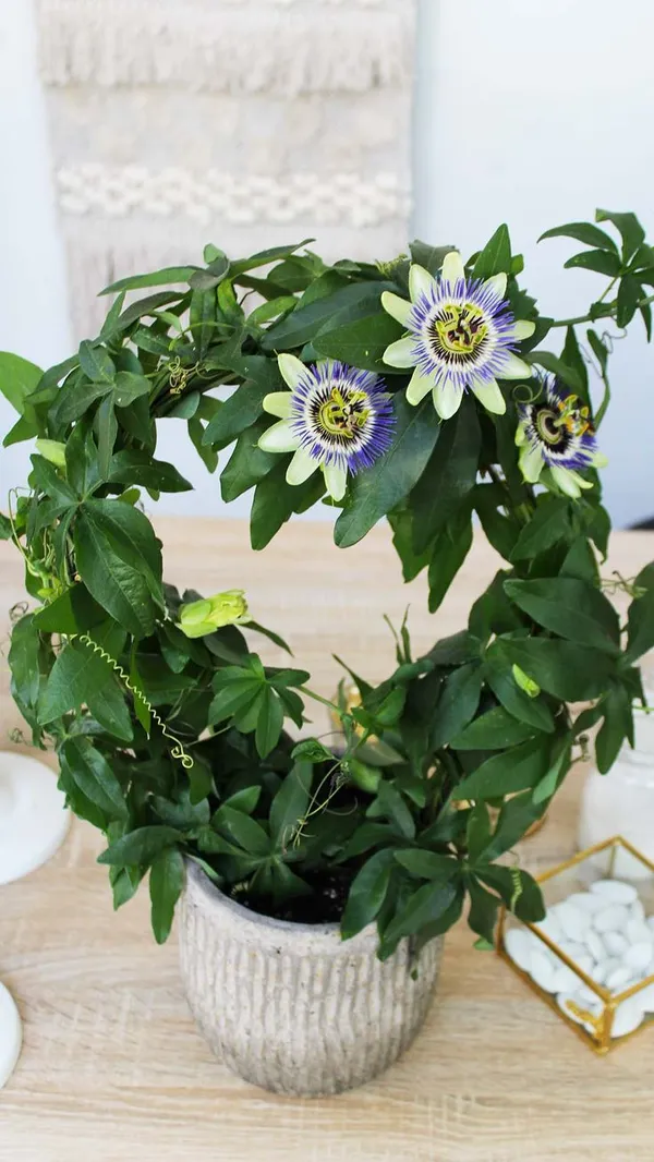Passion_Flower_(Passiflora_Incarnata)_Krishna_Kamal_For_Golden/Yellow_Flowers_All_Spring_And_Summer_Flowering_Plant_(Healthy_Live_Plant)