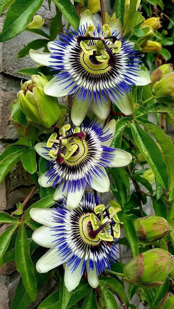 Passion_Flower_(Passiflora_Incarnata)_Krishna_Kamal_For_Golden/Yellow_Flowers_All_Spring_And_Summer_Flowering_Plant_(Healthy_Live_Plant)