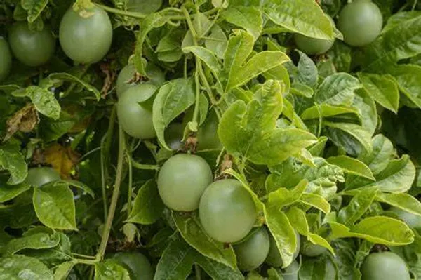 Passion_Fruit_Plant_(Hybrid,_Pack_Of_1)