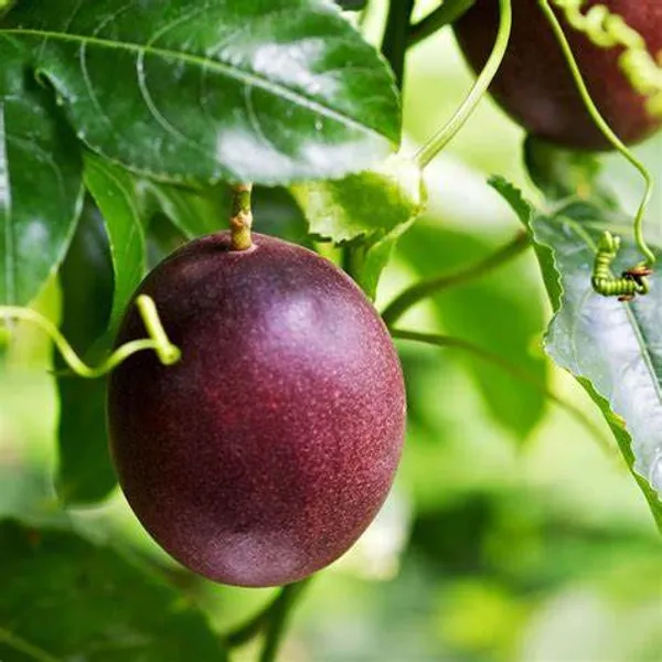 Passion_Fruit_Plant_(Hybrid,_Pack_Of_1)