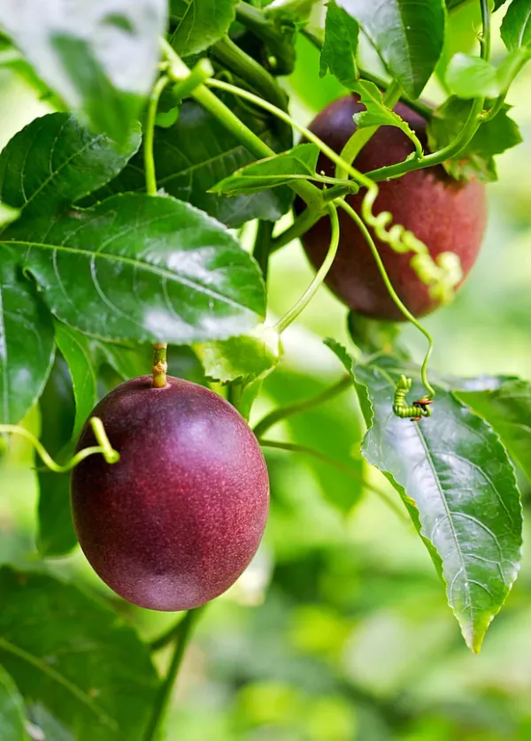 Passion_Fruit_Plant_(Hybrid,_Pack_Of_1)