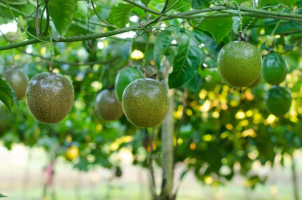 Passion_Fruit_Plant_(Hybrid,_Pack_Of_1)