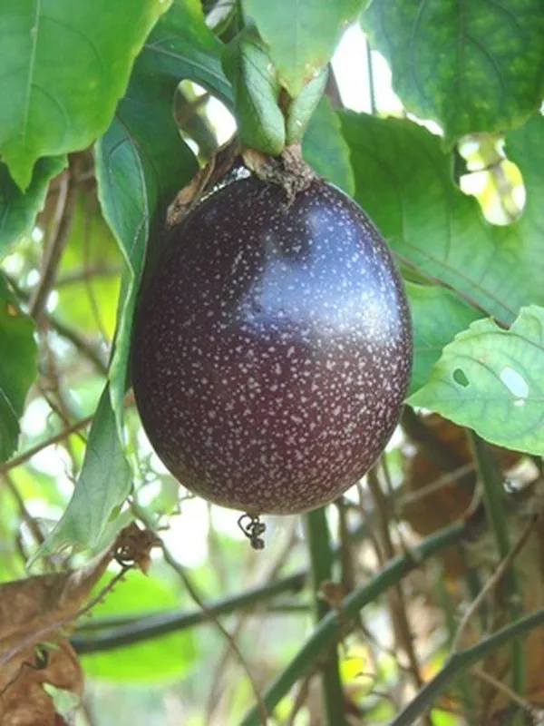 Passion_Fruit_Plant_(Hybrid,_Pack_Of_1)