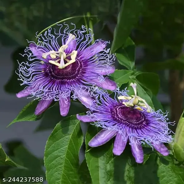 Passion_Purple_Flower_Plant