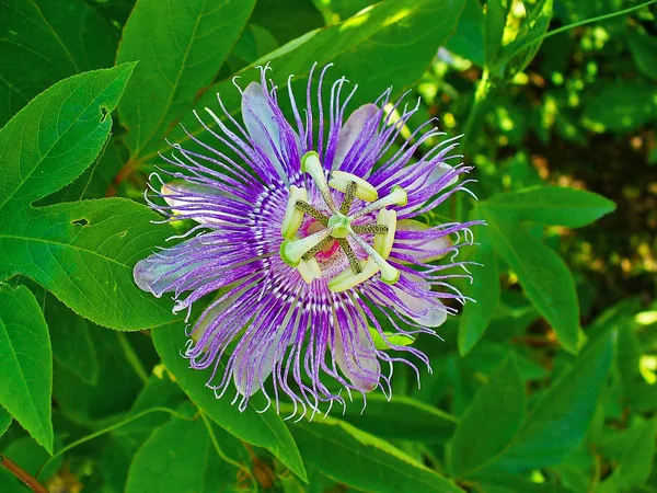 Passion_Purple_Flower_Plant