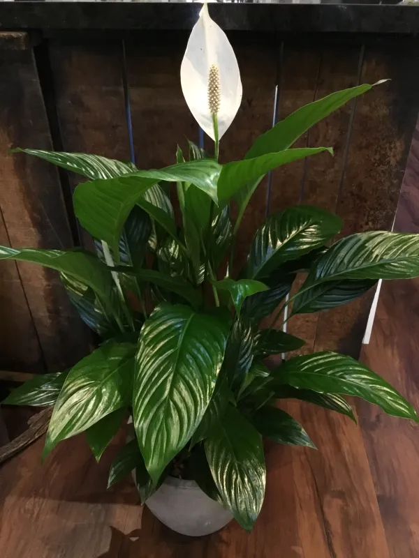 Peace_Lily_Flower_Plant_(Pack_Of_1)