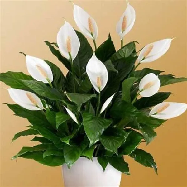 Peace_Lily_Flower_Plant_(Pack_Of_1)