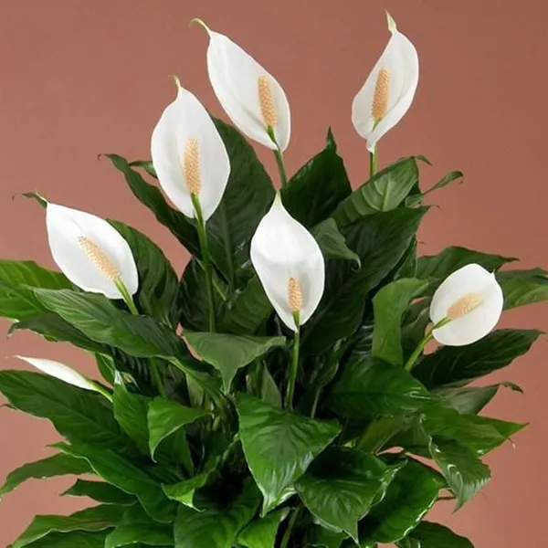 Peace_Lily_Flower_Plant_(Pack_Of_1)