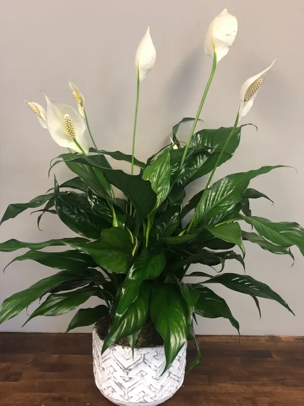 Peace_Lily_Flower_Plant_(Pack_Of_1)