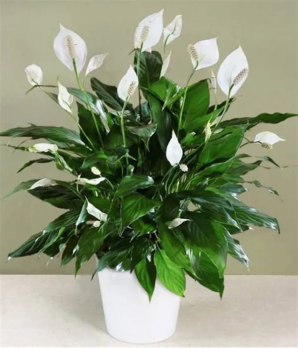 Peace_Lily_Flower_Plant_(Pack_Of_1)