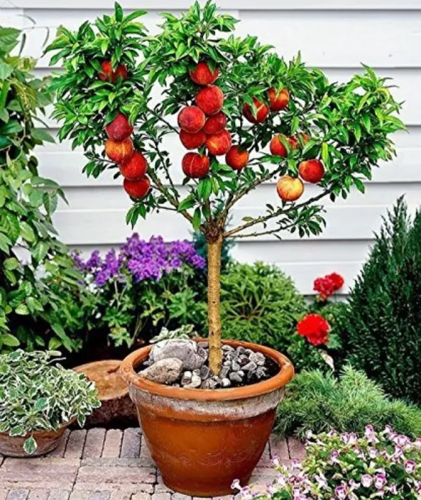 Thai_Variety_Peach_Hybrid_Fruit_Plant