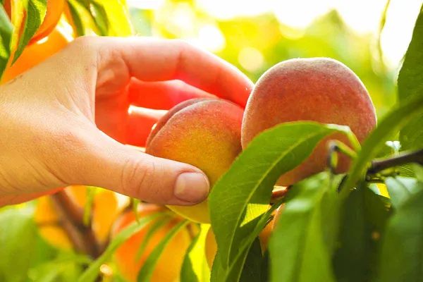 Thai_Variety_Peach_Hybrid_Fruit_Plant