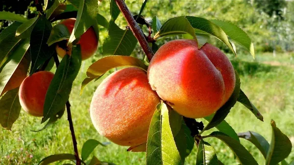 Peach_Hybrid_Fruit_Plant_(Pack_Of_1)
