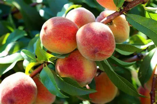 Peach_Hybrid_Fruit_Plant_(Pack_Of_1)