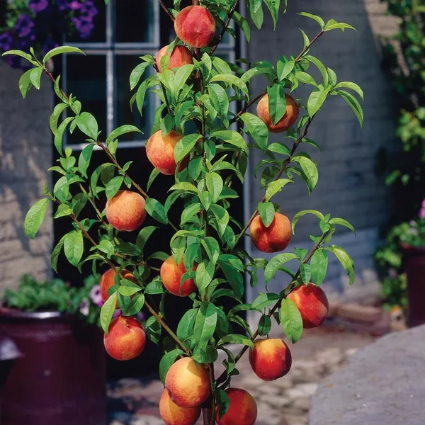 Peach_Hybrid_Fruit_Plant_(Pack_Of_1)
