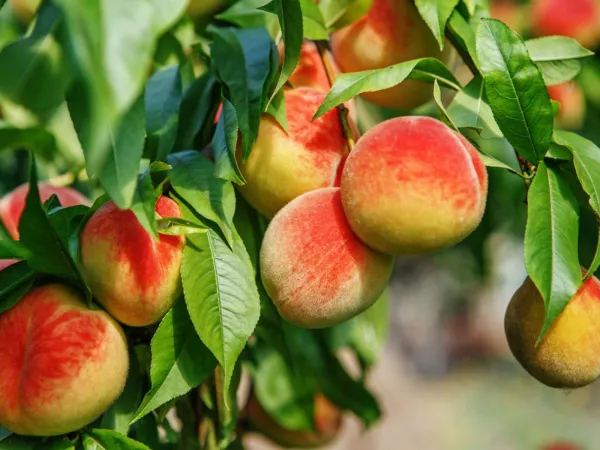 Peach_Hybrid_Fruit_Plant_(Pack_Of_1)