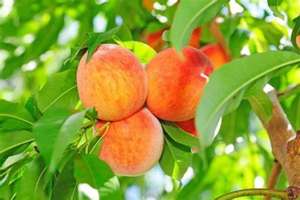 Peach_Hybrid_Fruit_Plant_(Pack_Of_1)