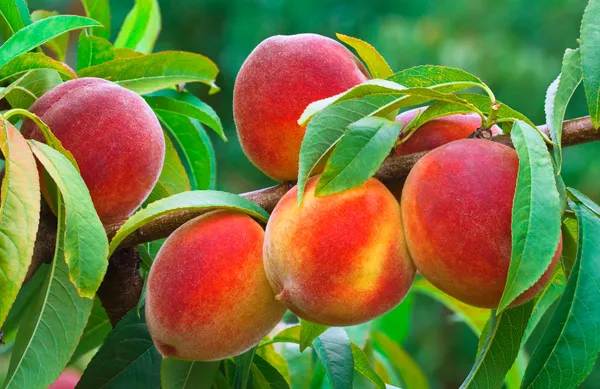 Peach_Hybrid_Fruit_Plant_(Pack_Of_1)
