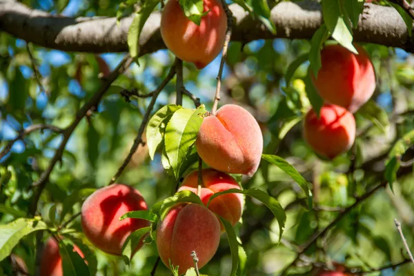 Peach_Hybrid_Fruit_Plant_(Pack_Of_1)