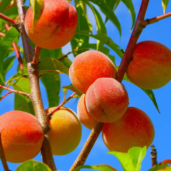 Peach_Hybrid_Fruit_Plant_(Pack_Of_1)
