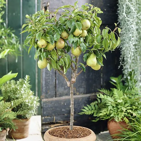 Pear/_Nashpati_Hybrid_Fruit_Plant_(Grafted,_Pack_Of_1)