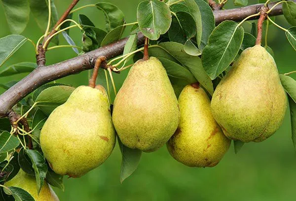 Pear/_Nashpati_Hybrid_Fruit_Plant_(Grafted,_Pack_Of_1)