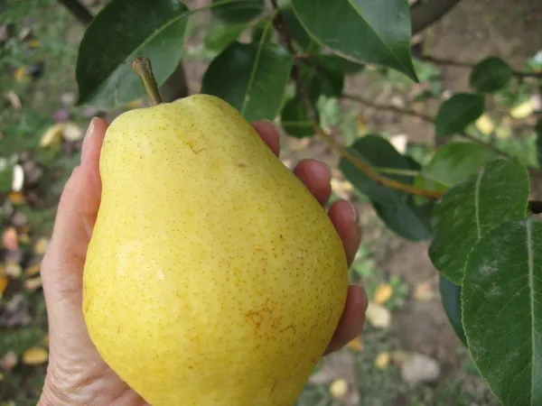 Pear/_Nashpati_Hybrid_Fruit_Plant_(Grafted,_Pack_Of_1)