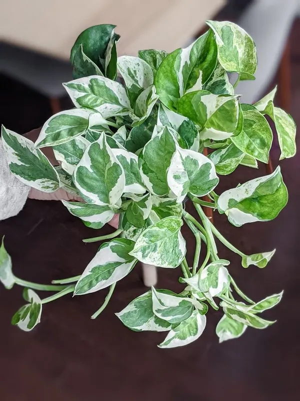 Pearls_and_Jade_Pothos_Money_Plant