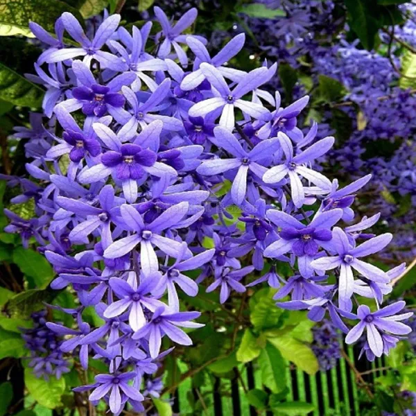 Petrea_Volubilis(_Neel_Monilata)Creepers_Pack_Of_1
