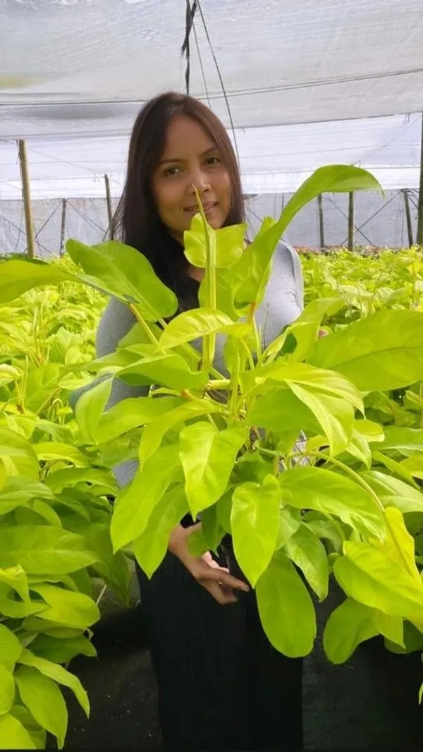 Philodendron_'Lemon_Lime'_(_Golden_Money_Plant)_Pack_Of_1