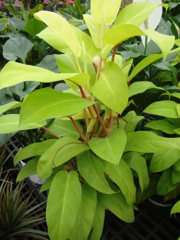 Philodendron_'Lemon_Lime'_(_Golden_Money_Plant)_Pack_Of_1