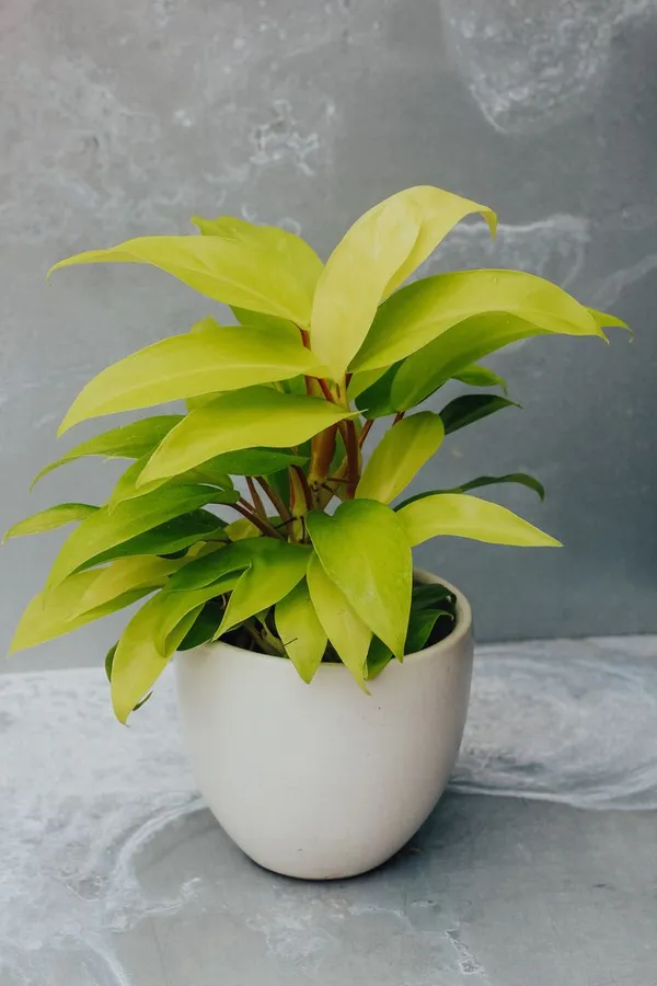 Philodendron_'Lemon_Lime'_(_Golden_Money_Plant)_Pack_Of_1